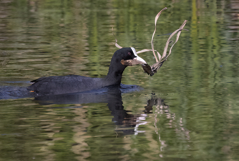 Nokikana vie pesänkohennustarvikkeita - Kuva Esa Mälkönen