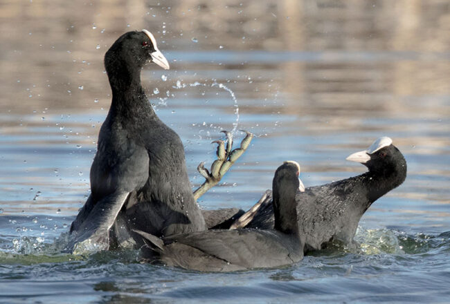 Nokikanat - Kuva Esa Mälkönen