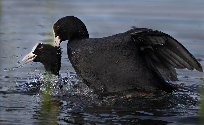 Nokikanojen parittelua - Kuva Esa Mälkönen