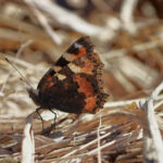 Nokkosperhonen - Kuva Jukka Ranta