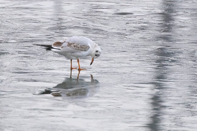 Nuori naurulokki peilailee jäällä - kuva Mehmet Cadiroglu