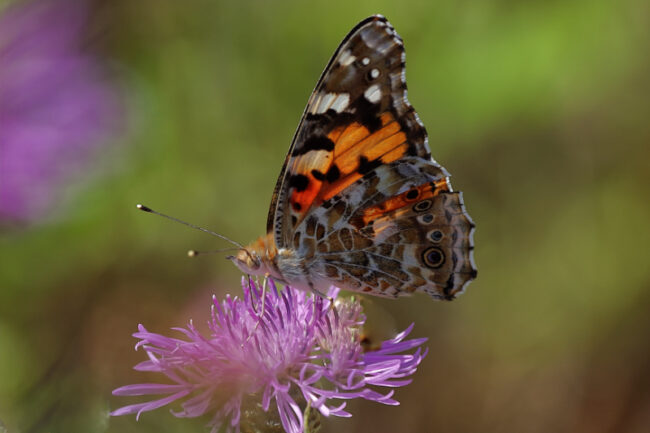 Ohdakeperhonen - Kuva Jukka Ranta