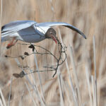 Pesätarvikekuljetus - kuva Mehmet Cadiroglu