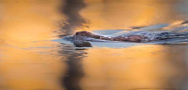 Piisami iltavaloissa - Kuva Esa Mälkönen