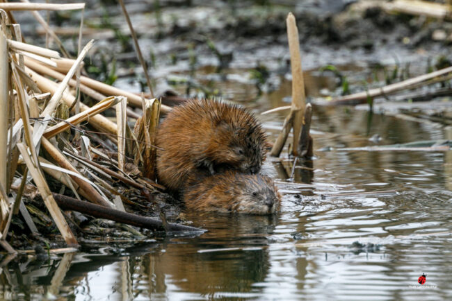 Piisamien lemmenleikkejä – Kuva Timo Leppäharju