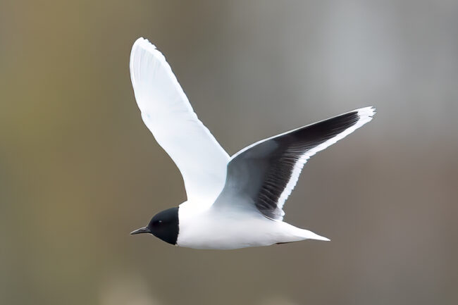 Pikkulokki, kuva Bore Wanner