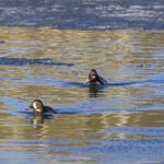 Punasotkanaarasta seuraa 7 kilpakosijaa - Kuva Esa Mälkönen