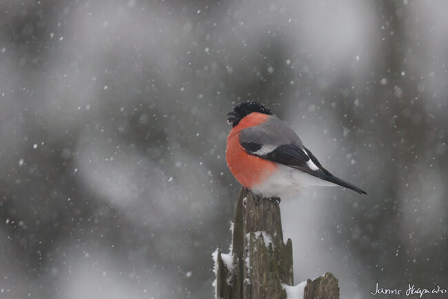 Punatulkku lumisateessa - kuva Janne Haapa-aho
