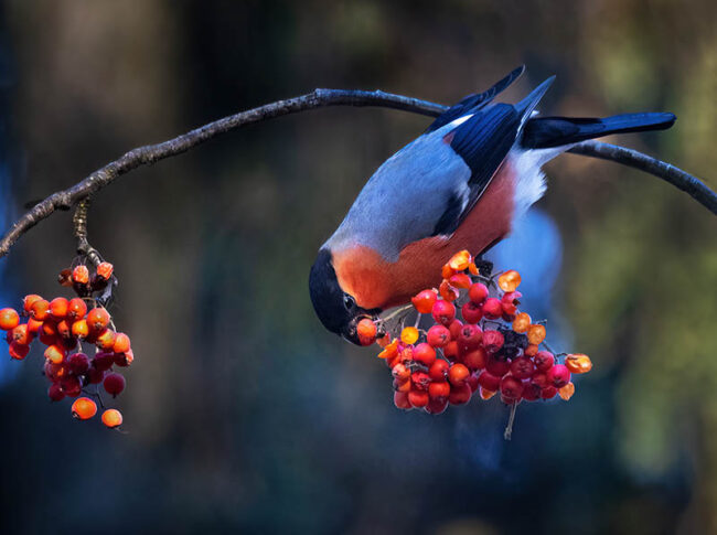 Punatulkkukoiras - Kuva Esa Mälkönen