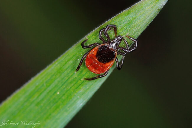 Puutiainen - kuva Mehmet Cadiroglu