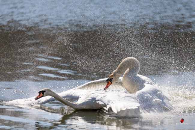 Pääsen rantaan ja selviydyn – kuva Timo Leppäharju