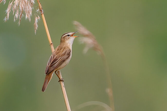 Ruokokerttunen – kuva Mehmet Cadiroglu Ruokokerttunen - kuva Mehmet Cadiroglu