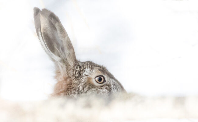 Rusakko, Esa Mälkönen