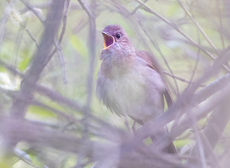 Satakieli konsertoi - Kuva Esa Mälkönen