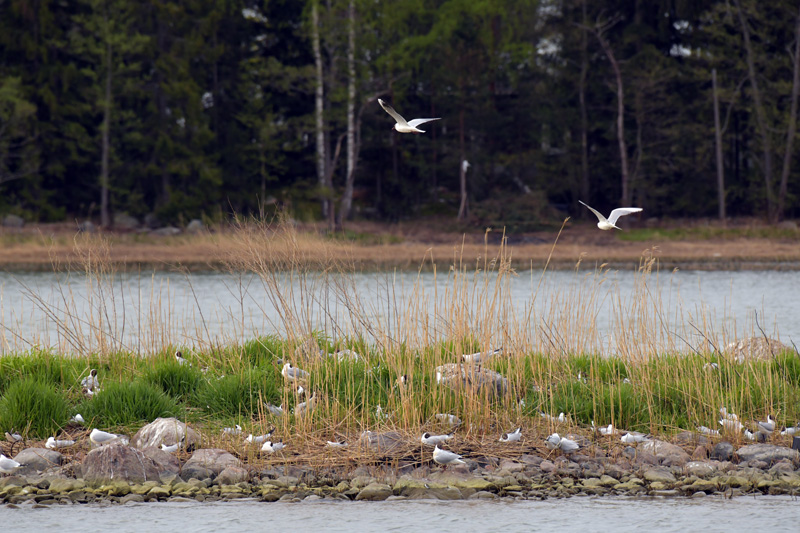 Satamaluodolla on ahdasta - Kuva Tommi Heinonen