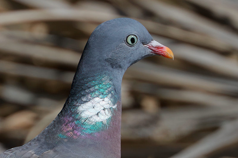 Sepelkyyhky -kuva Mehmet Cadiroglu