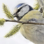 Sinitiainen - Kuva Esa Mälkönen