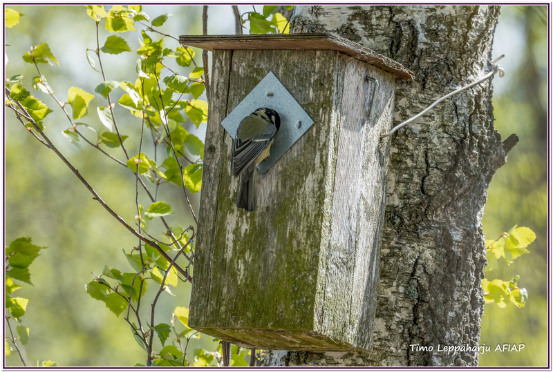 Sinitiainen pönttö - kuva Timo Leppäharju AFIAP