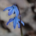 Skilla eli sinililja - Kuva Jukka Ranta