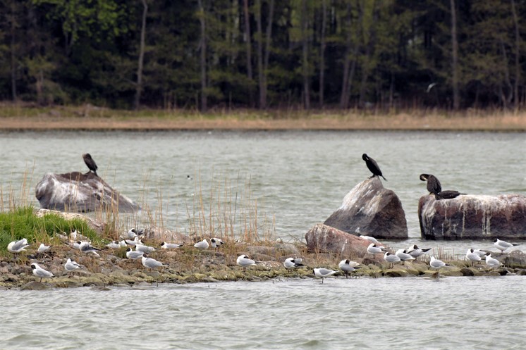 Sopu sijaa antaa - Kuva Tommi Heinonen