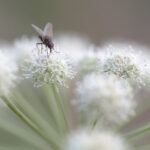 Sukaskärpänen laji - Kuva Paul Stevens