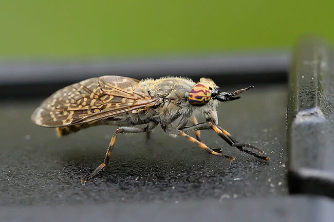 Suppupaarma – kuva Mehmet Cadiroglu