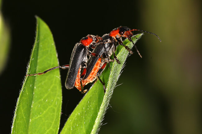 Sylkikuoriaiset-kuva Mehmet Cadiroglu