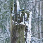 Talitiainen - Kuva Esa Mälkönen