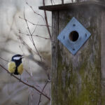 alitiainen kuuluttaa pönttövaraustaan - Kuva Esa Mälkönen