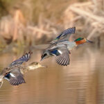 Tavipari - kuva Mehmet Cadiroglu