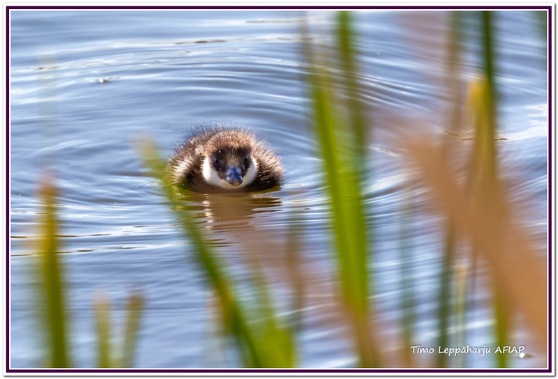 Telkän poikanen - kuva Timo Leppäharju AFIAP