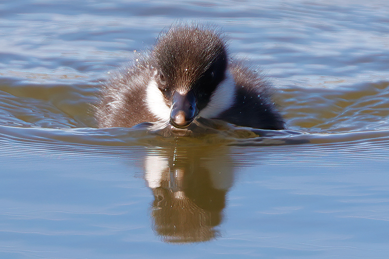 Telkänpoikanen - kuva Mehmet Cadiroglu