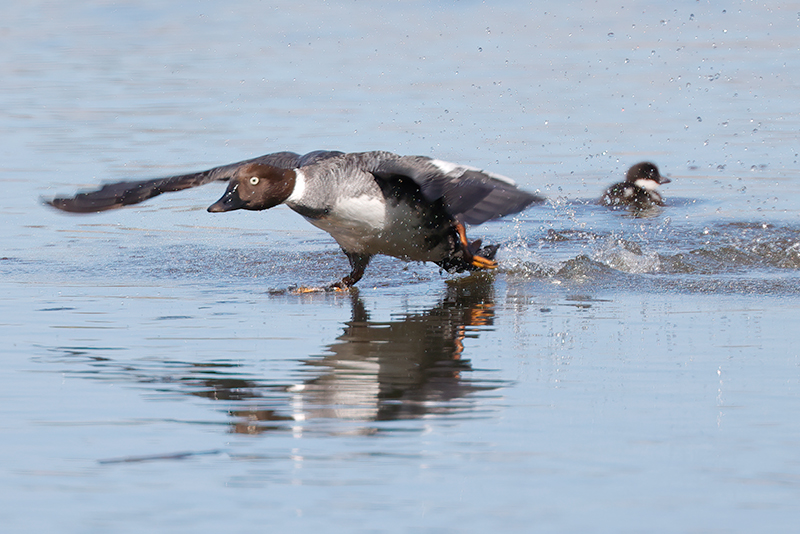 Telkkäemo puolustaa ainoaa poikastaan - kuva Mehmet Cadiroglu