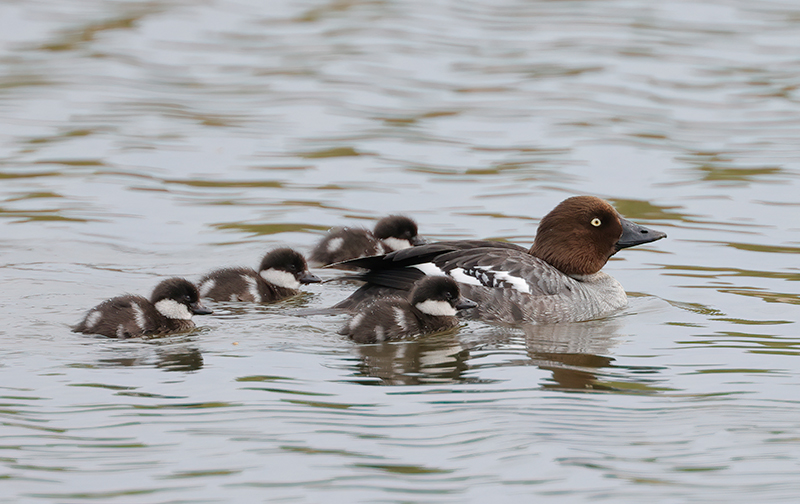 Telkkäpoikue - kuva Mehmet Cadiroglu