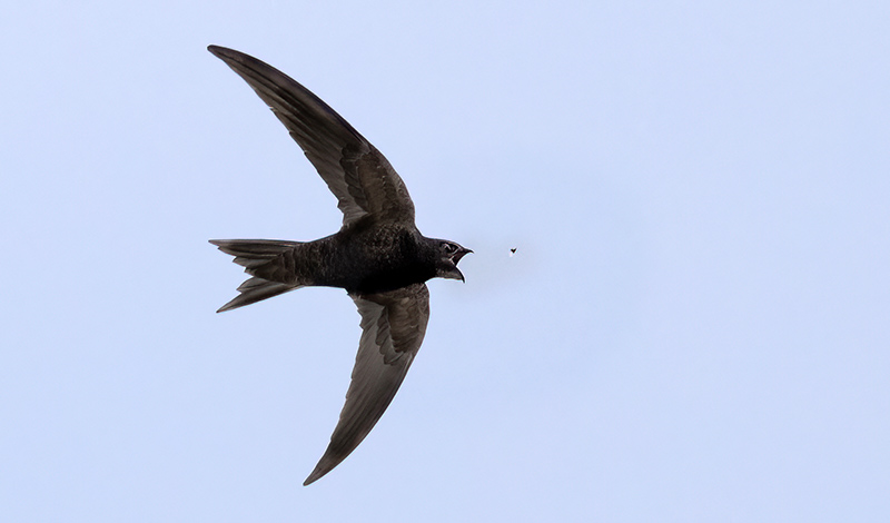 Tervapääsky hyönteispyynnissä - Kuva Esa Mälkönen