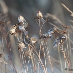 Urpiaisia ruokailemassa - Kuva: Bore Wanner