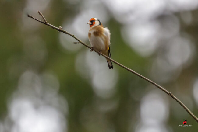 Tikli ruokinnalla – kuva Timo Leppäharju