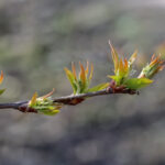 Tuomi ja kevät - Kuva Jukka Ranta