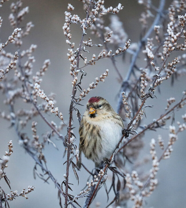 Urpiainen - Kuva: Esa Mälkönen