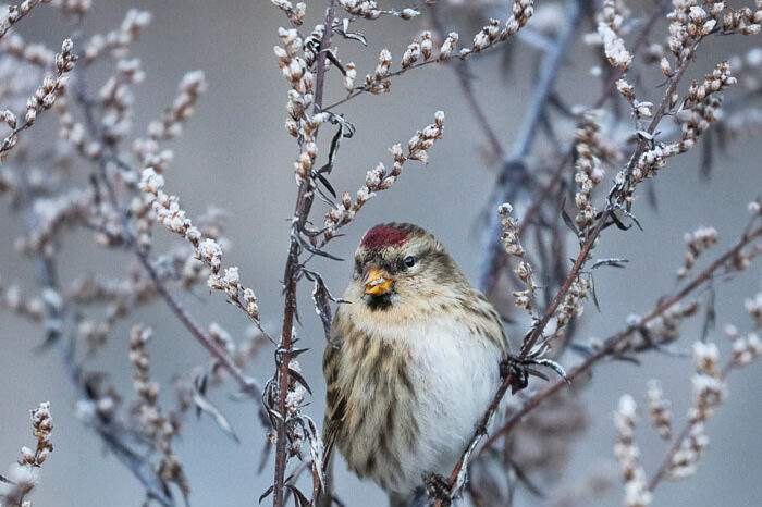 Urpiainen - Kuva: Esa Mälkönen