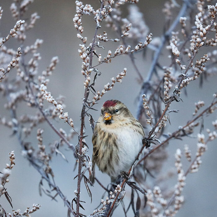 Urpiainen - Kuva: Esa Mälkönen
