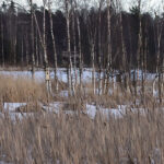 Uusi telkänpönttö - Kuva Esa Mälkönen