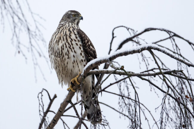 VKO5_Kanahaukka_Timo_2017-02-05- EOS 7D Mark II-99999_192-001 Kanahaukka tähystää - Kuva: Timo leppäharju