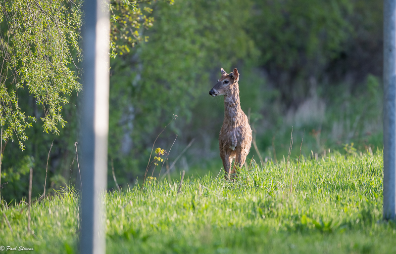 Valkohäntäkauris - Paul Stevens