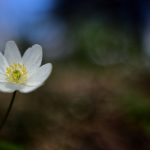 Valkovuokko - Jukka Ranta