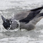 Varis naamapesulla - Kuva Esa Mälkönen