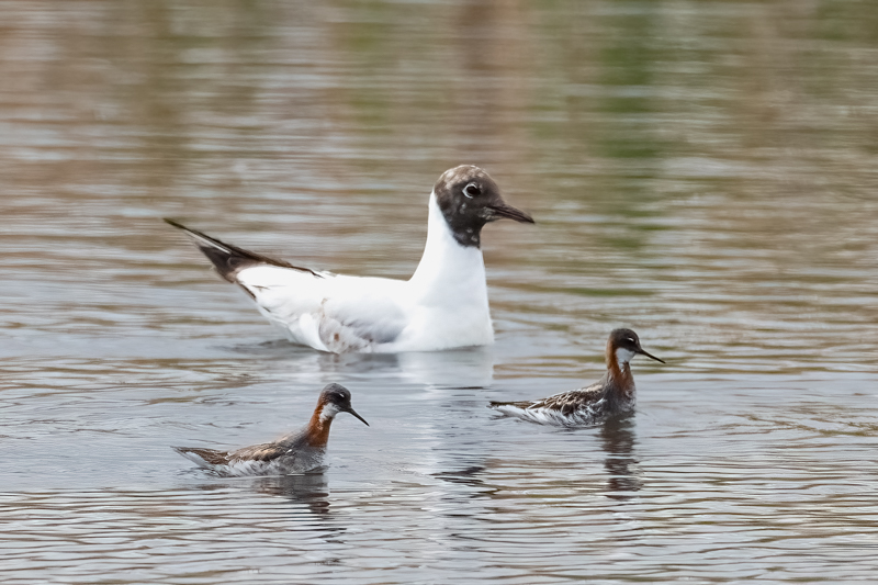 Vesipääskyt ja naurulokki - Kuva Bore Wanner
