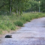 Kissa, villinä tappokone - Kuva Esa Mälkönen