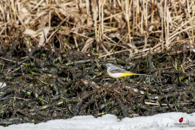Virtavästäräkki – Kuva Timo Leppäharju