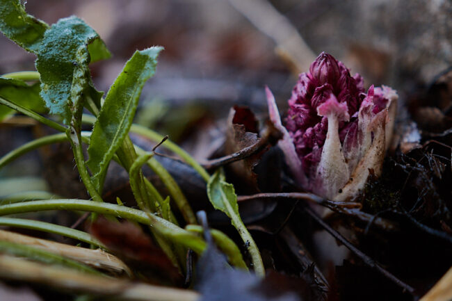 eruttojuuri_3194t_c1_jukkar Etelänruttojuuri teki ennätyksen - Kuva: Jukka Ranta